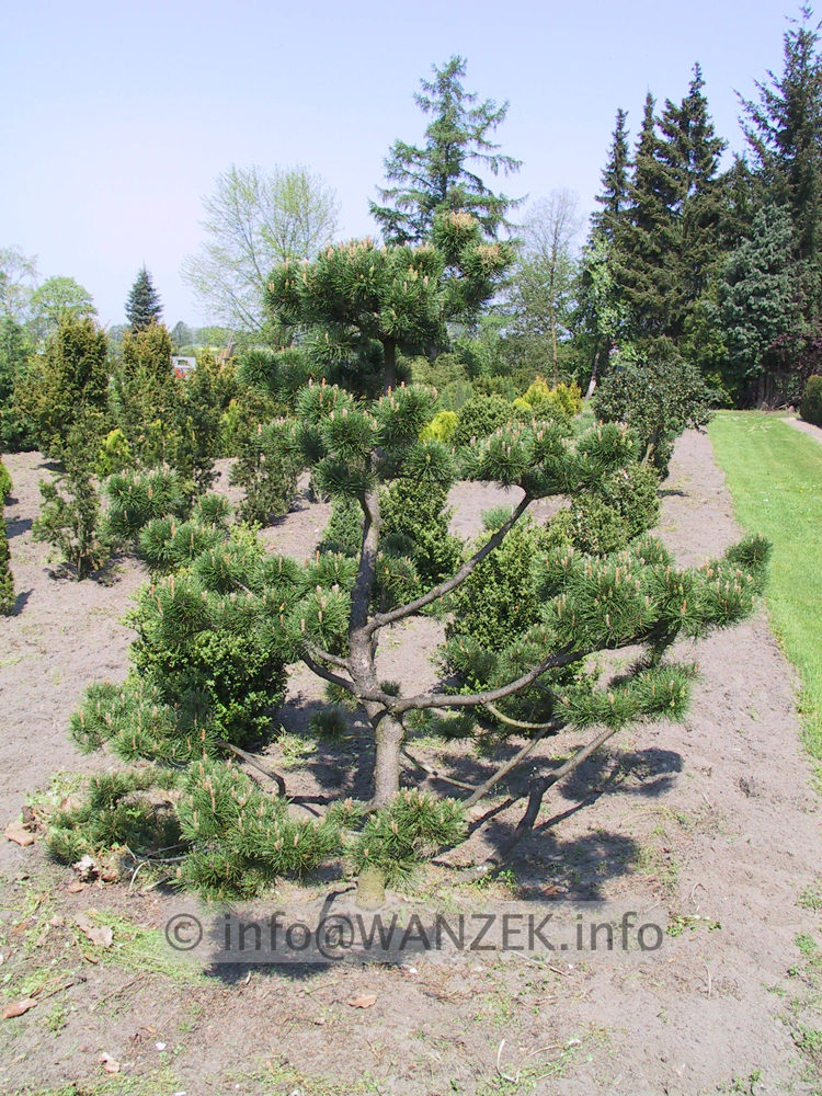 Pinus mugo - Bonsai2.JPG